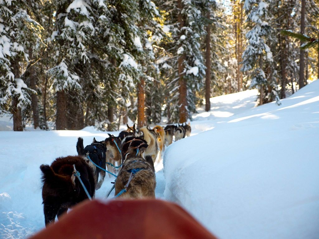 Dog Sledding