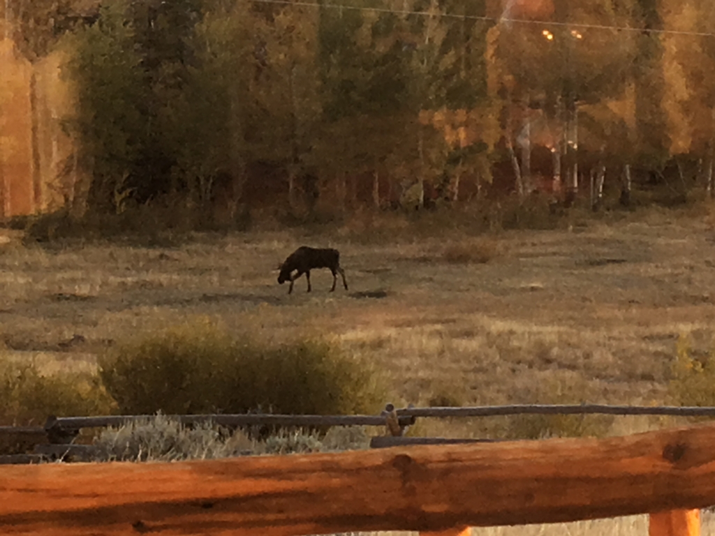 Moose near Dubois WY