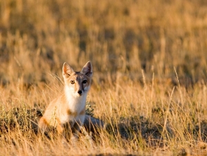 “Swift Fox Ecology, Distribution and Trends in Wyoming” @ Dubois Museum