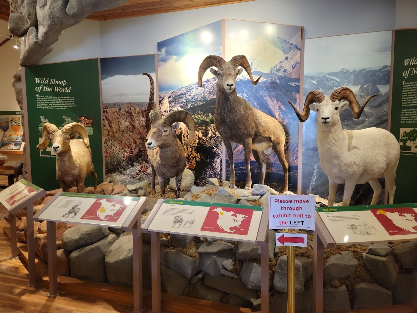 National Bighorn Sheep Museum